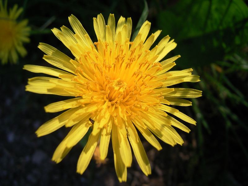 Blüte im Mai 2006