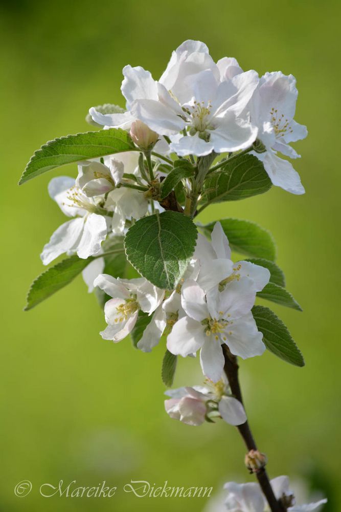 Blüte im Mai Foto & Bild jahreszeiten, frühling, blüten Bilder auf