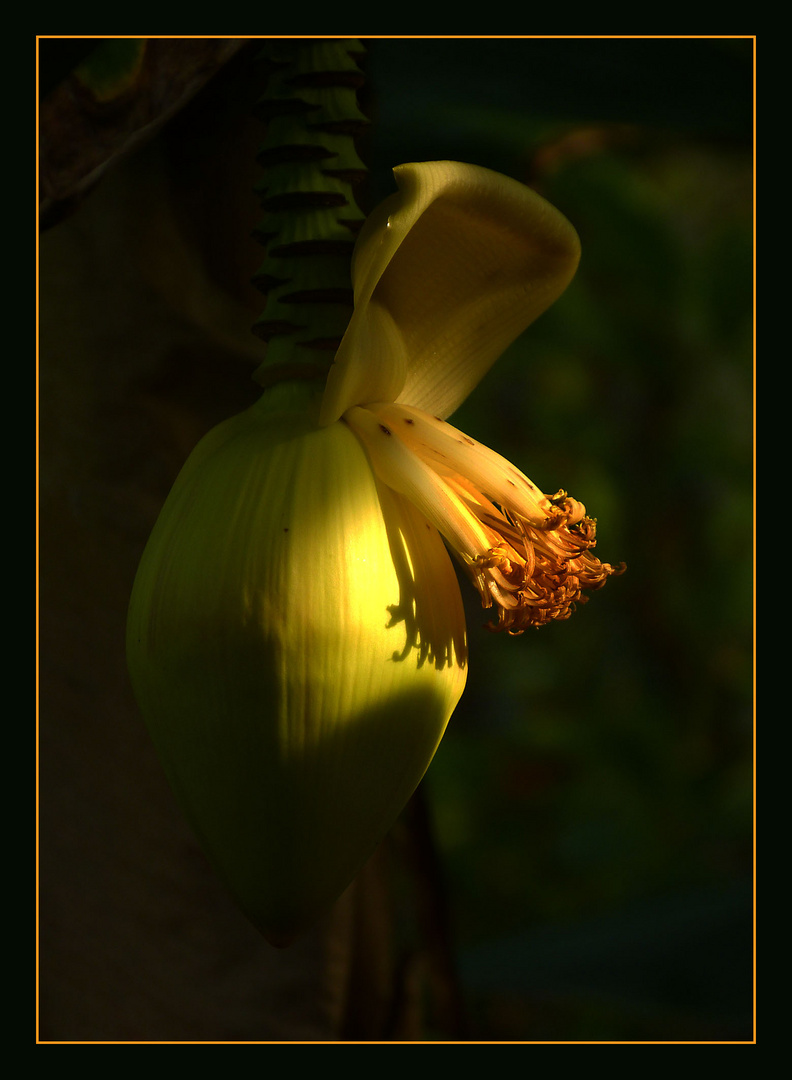 Blüte im Manatihaus