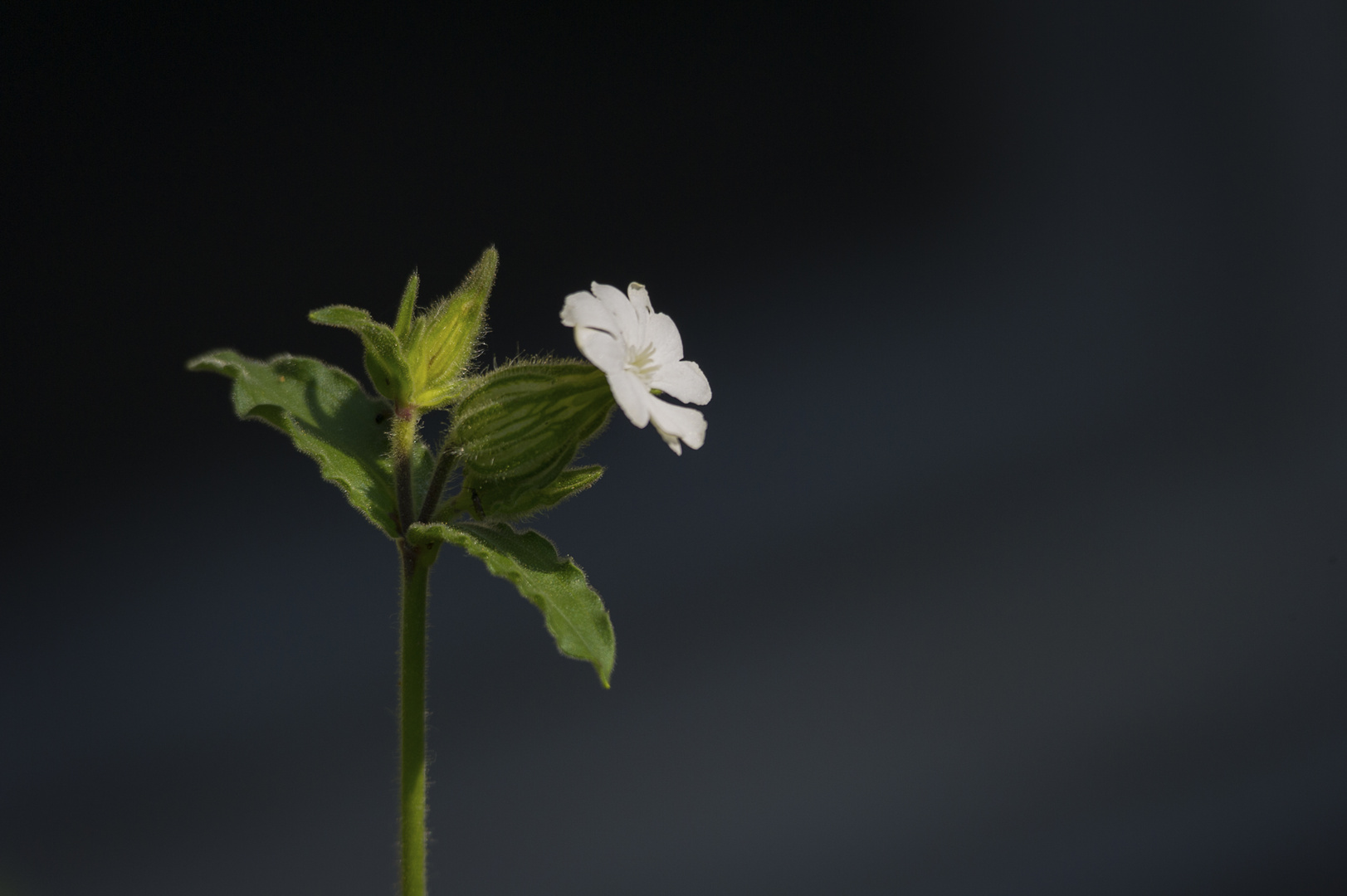 Blüte im Morgen Licht