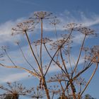 Blüte im Morgenhimmel