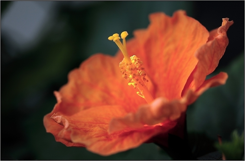 Blüte im Morgenlicht