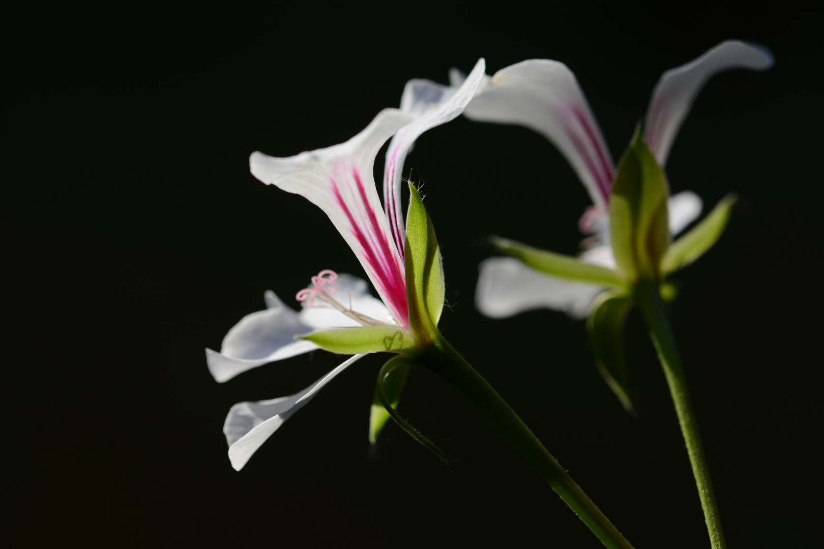 Blüte im Morgenlicht