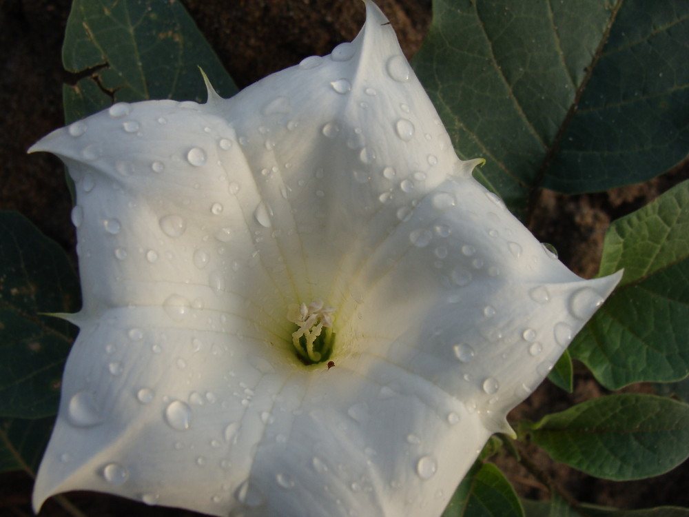 Blüte im Morgentau