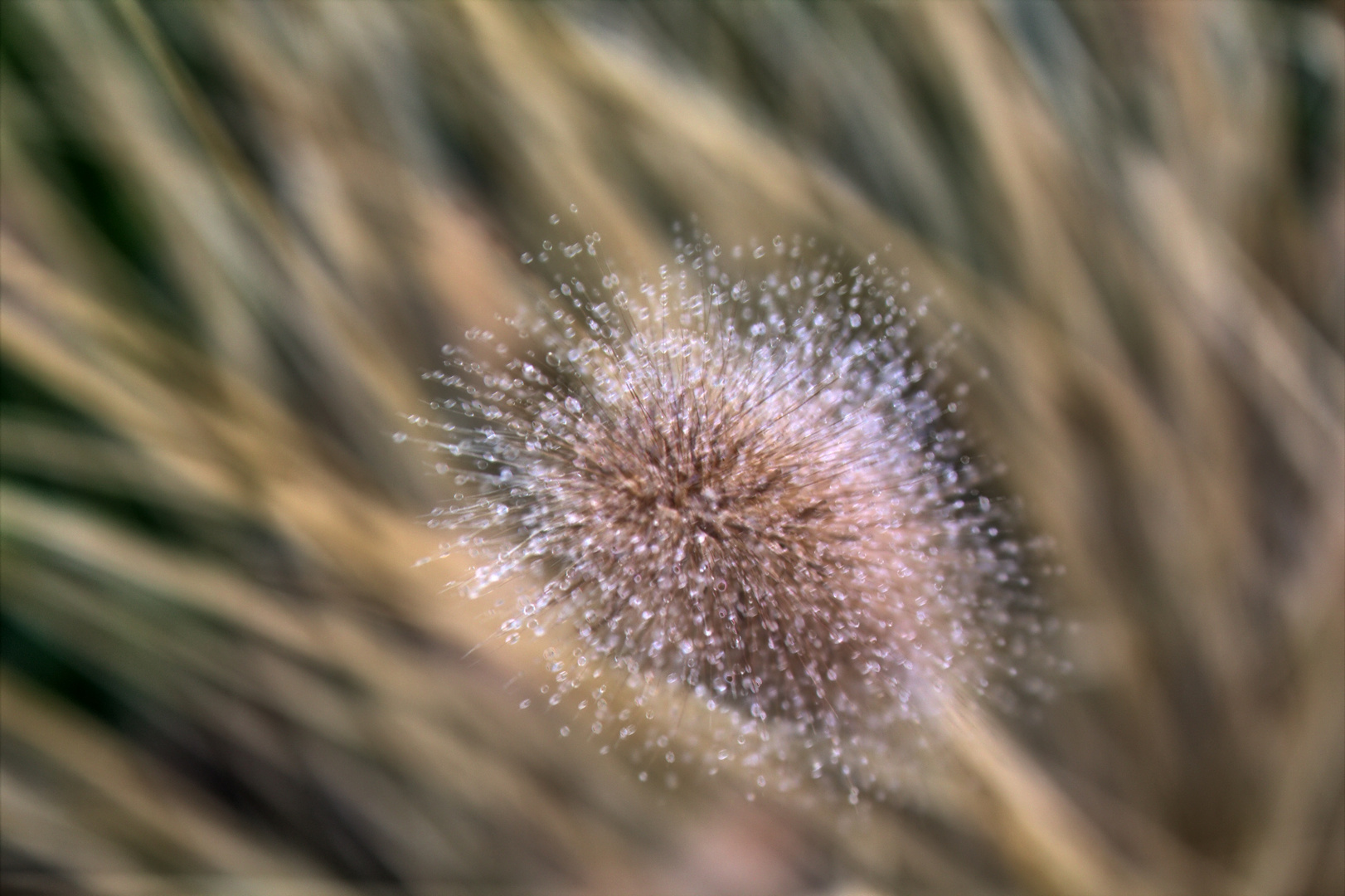 Blüte im Morgentau