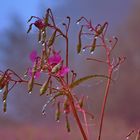 Blüte im Morgentau