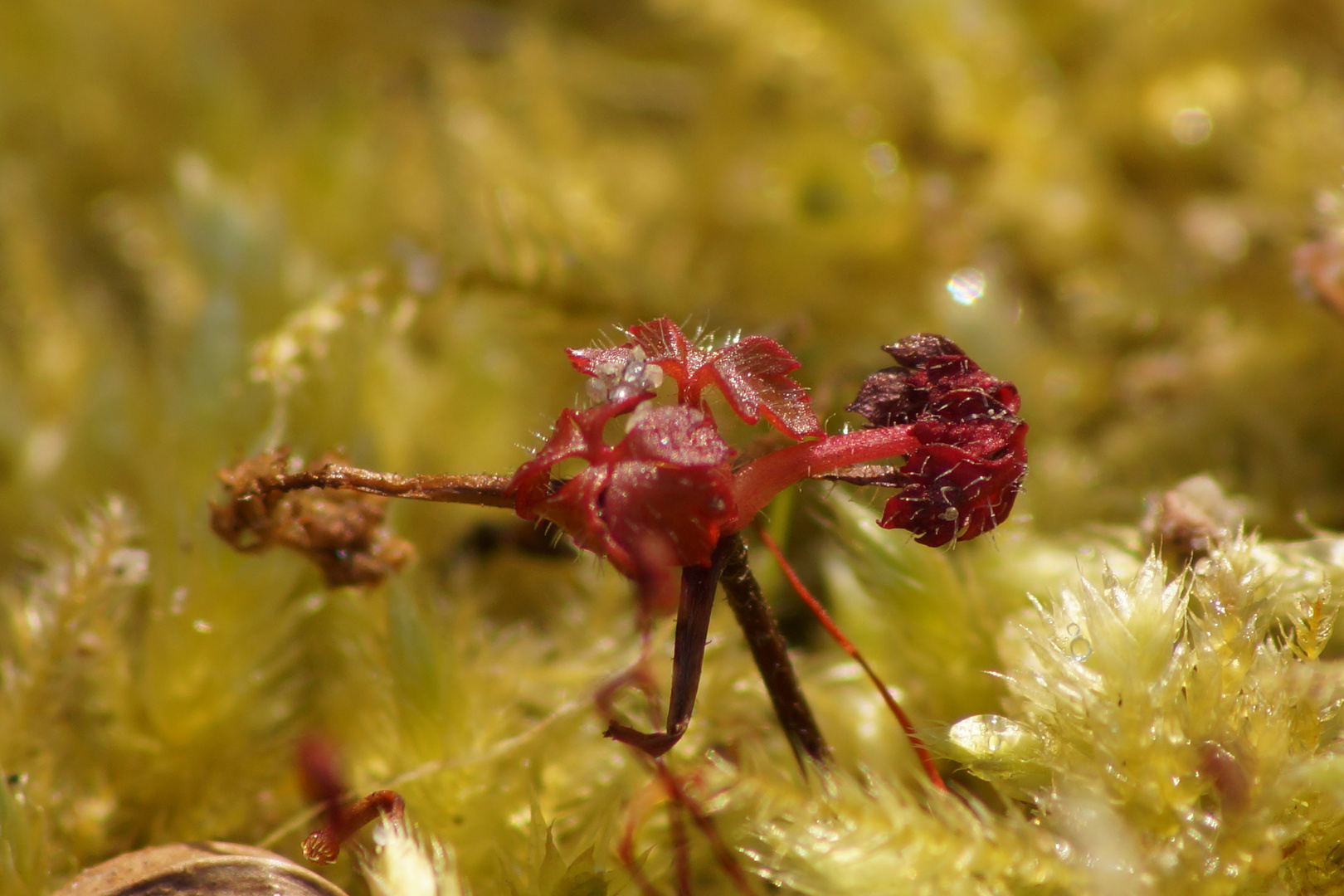 Blüte im Morgentau