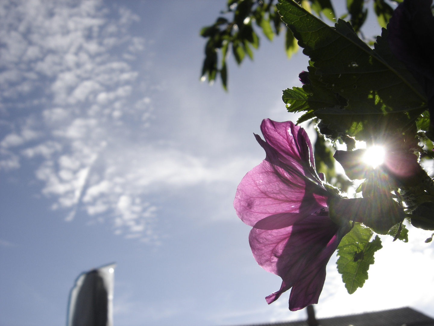 Blüte im Nachmittagslicht