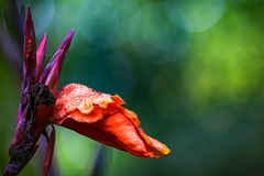 Blüte im ... Natur-Design