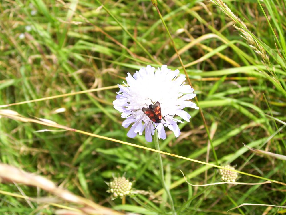 Blüte im Naturdorf Wollseifen