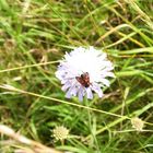 Blüte im Naturdorf Wollseifen