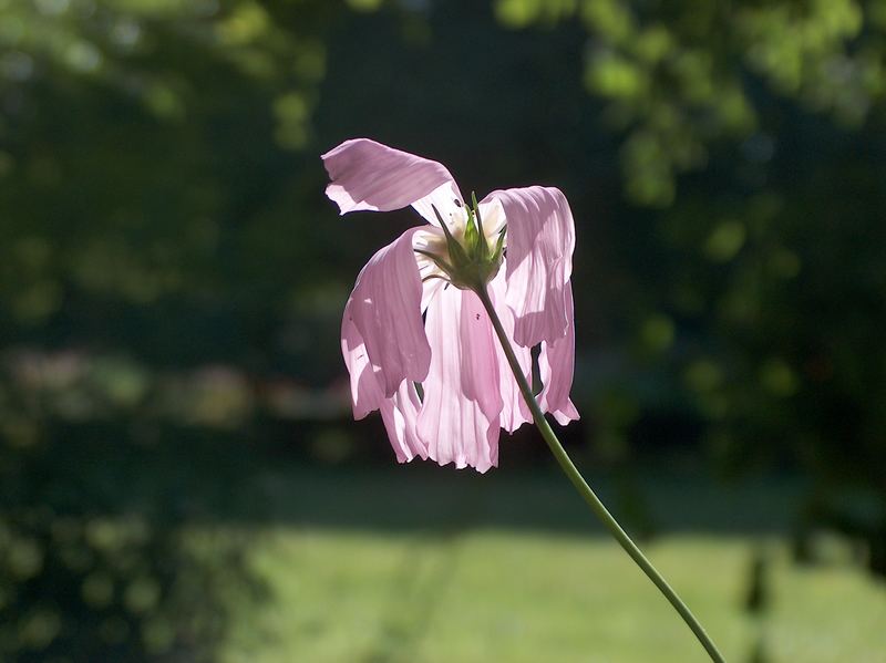 Blüte im Negligé