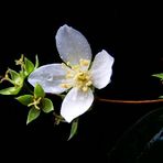 Blüte im Nieselregen