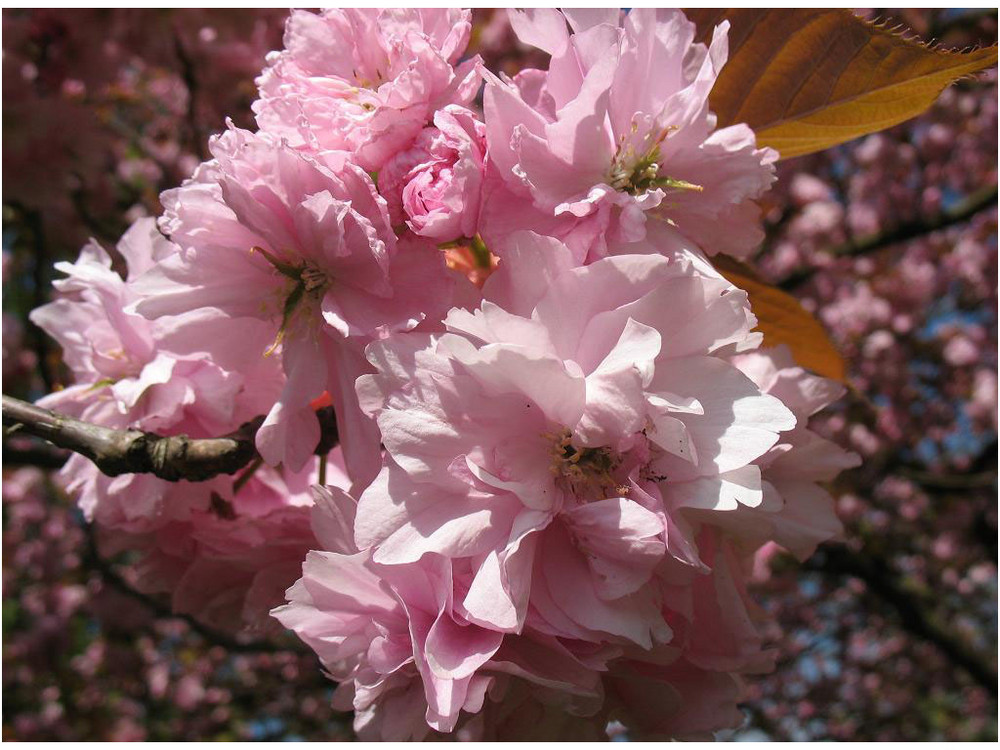 Blüte im Nordpark