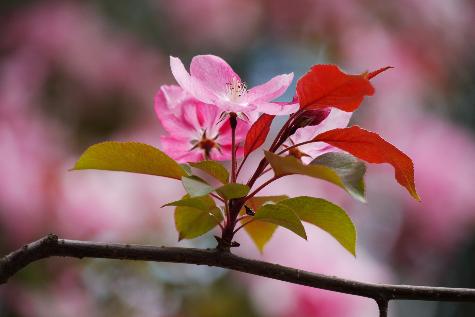 Blüte im Nordpark (Düsseldorf)