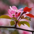 Blüte im Nordpark (Düsseldorf)