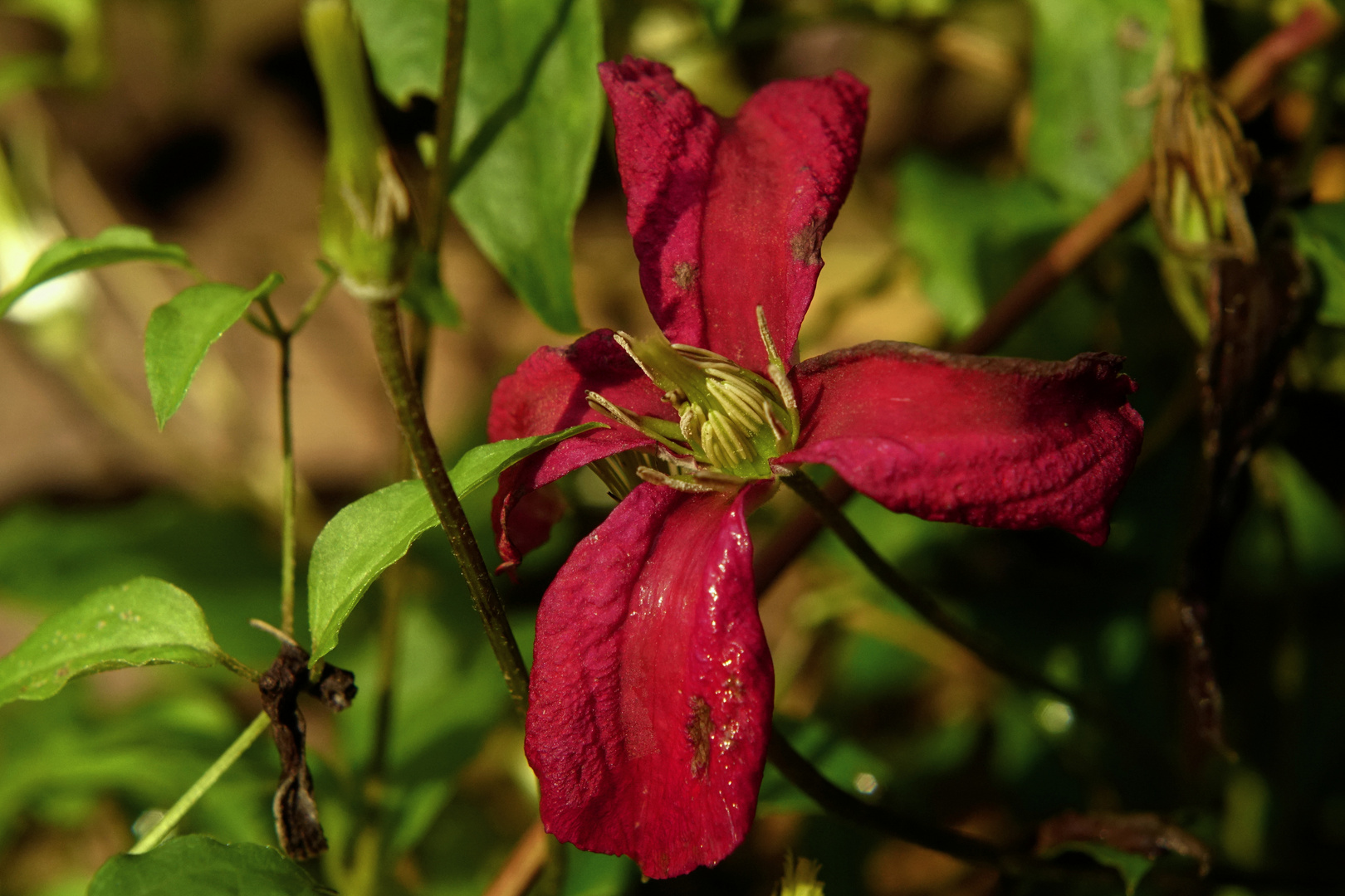 Blüte im November