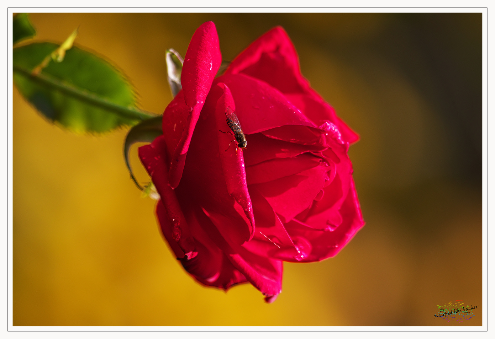 Blüte im November