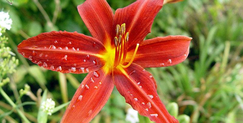 Blüte im Panoramaschnitt