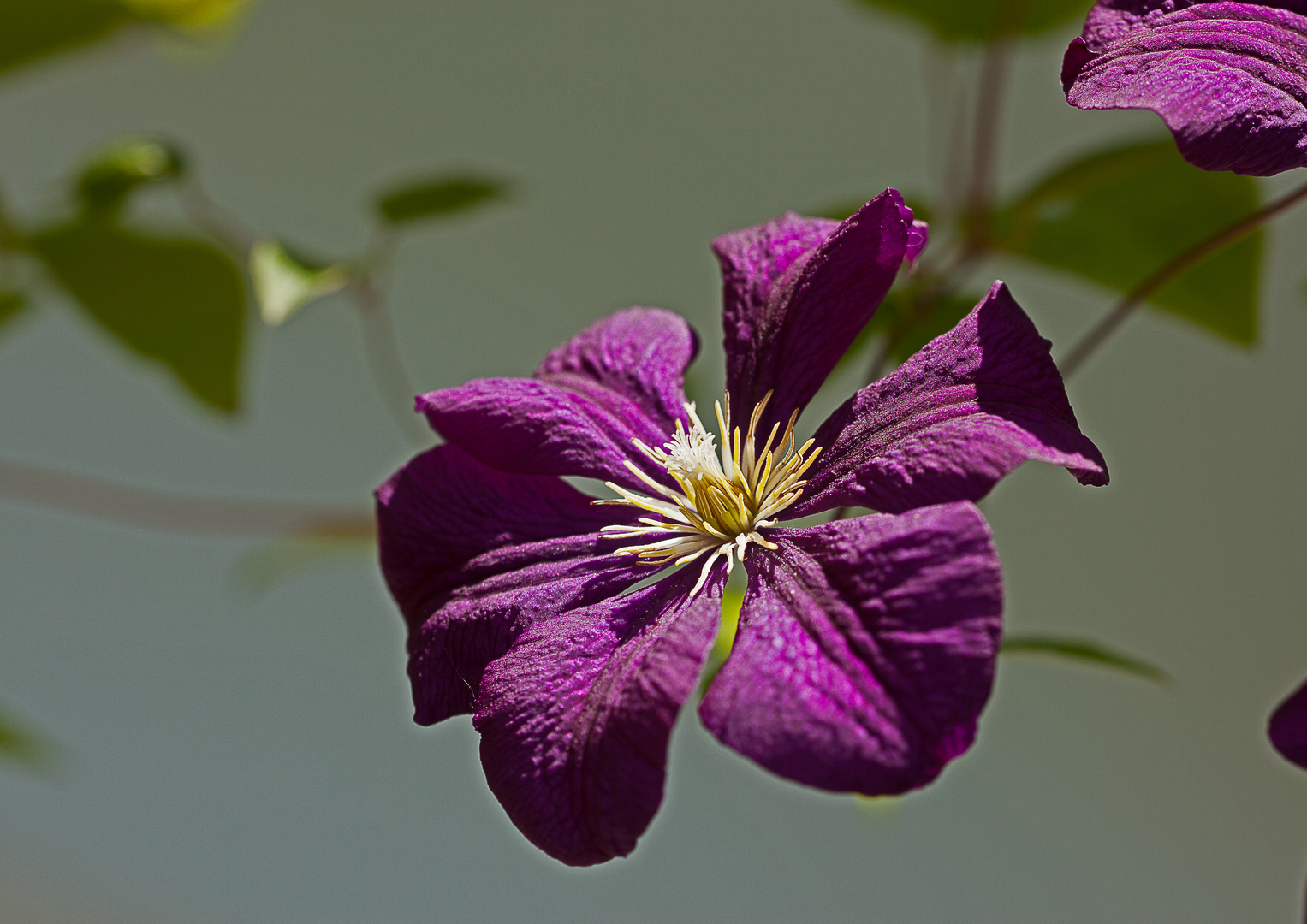 Blüte im Raum