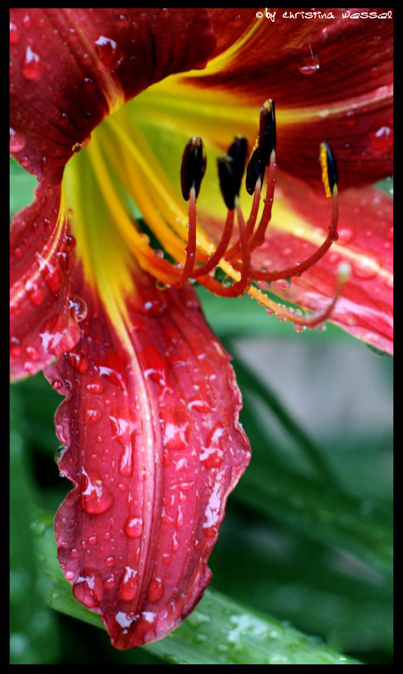 Blüte im Regen