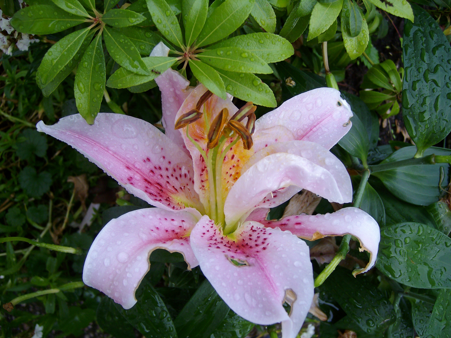 Blüte im Regen