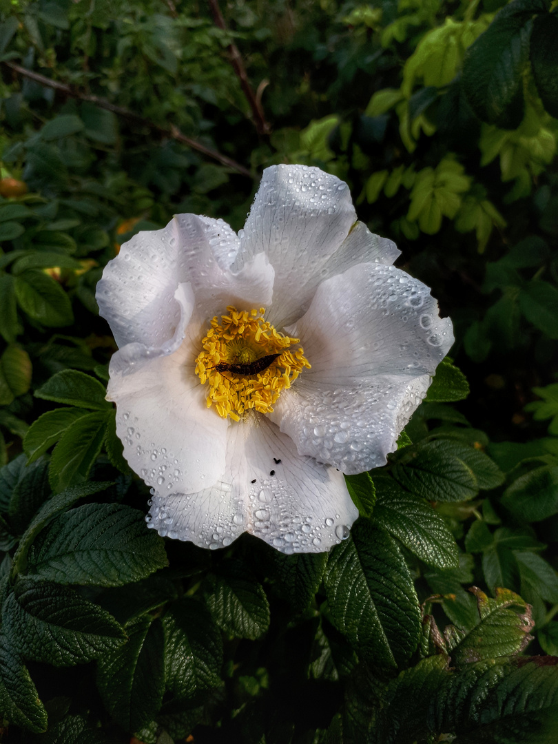 Blüte im Regen 