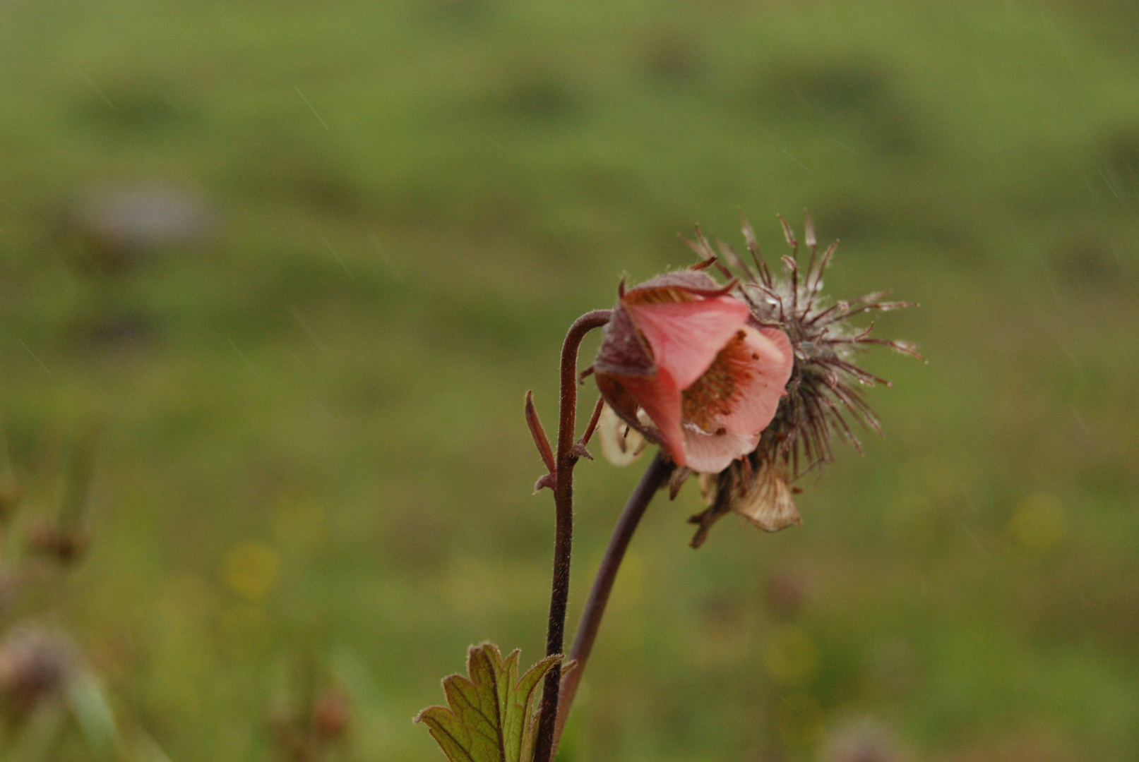 Blüte im Regen