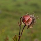 Blüte im Regen