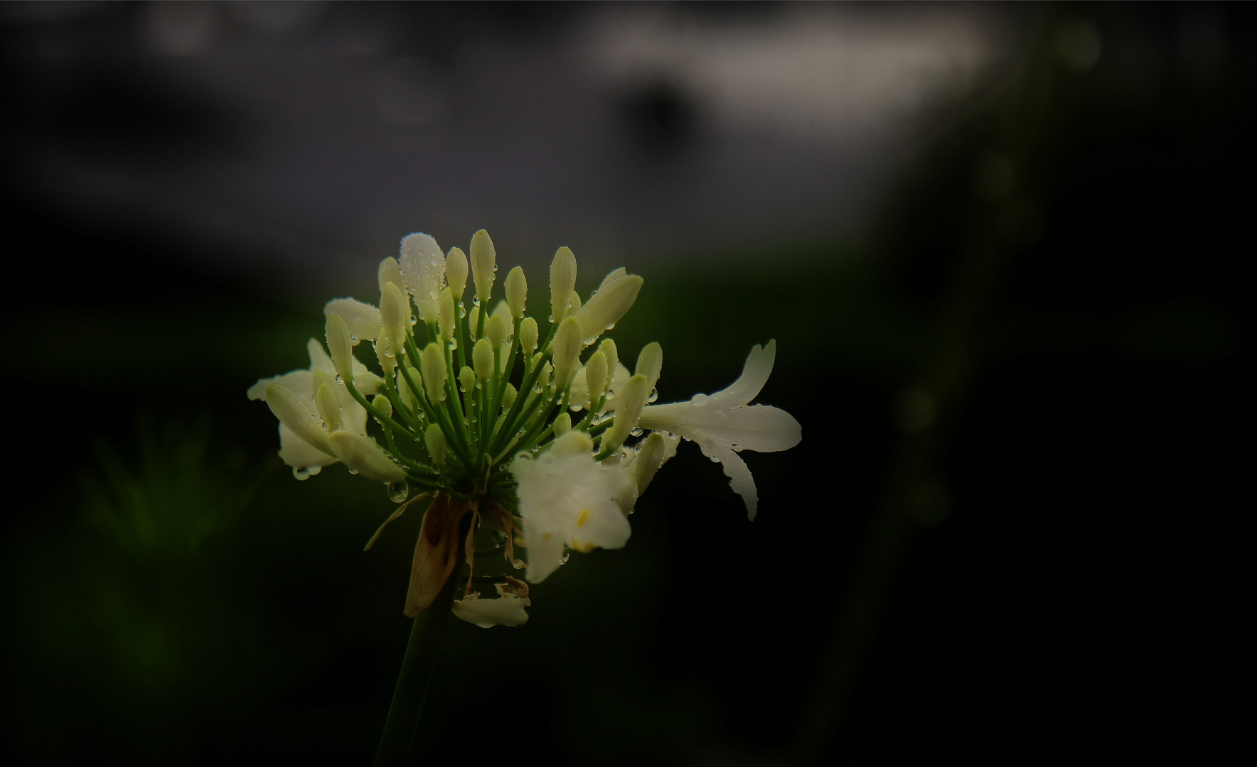 Blüte im Regen