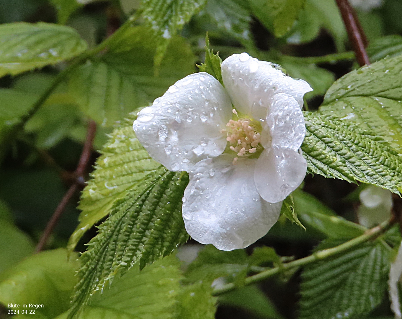 Blüte im Regen