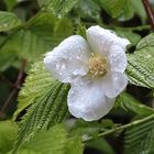 Blüte im Regen