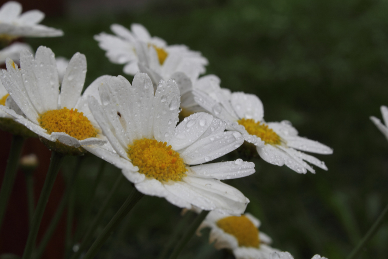 Blüte im Regen