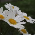 Blüte im Regen