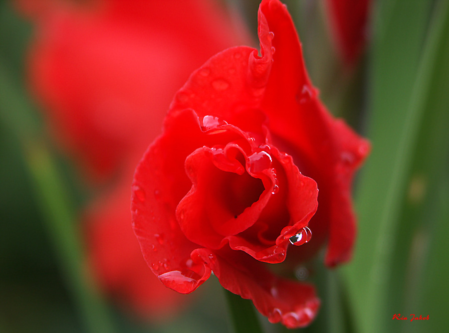 blüte im regen