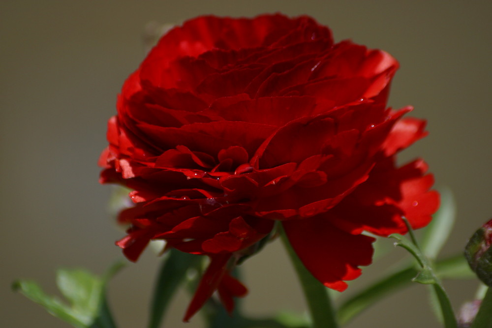 Blüte im Regen