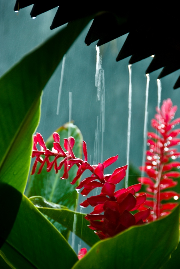 Blüte im Regen