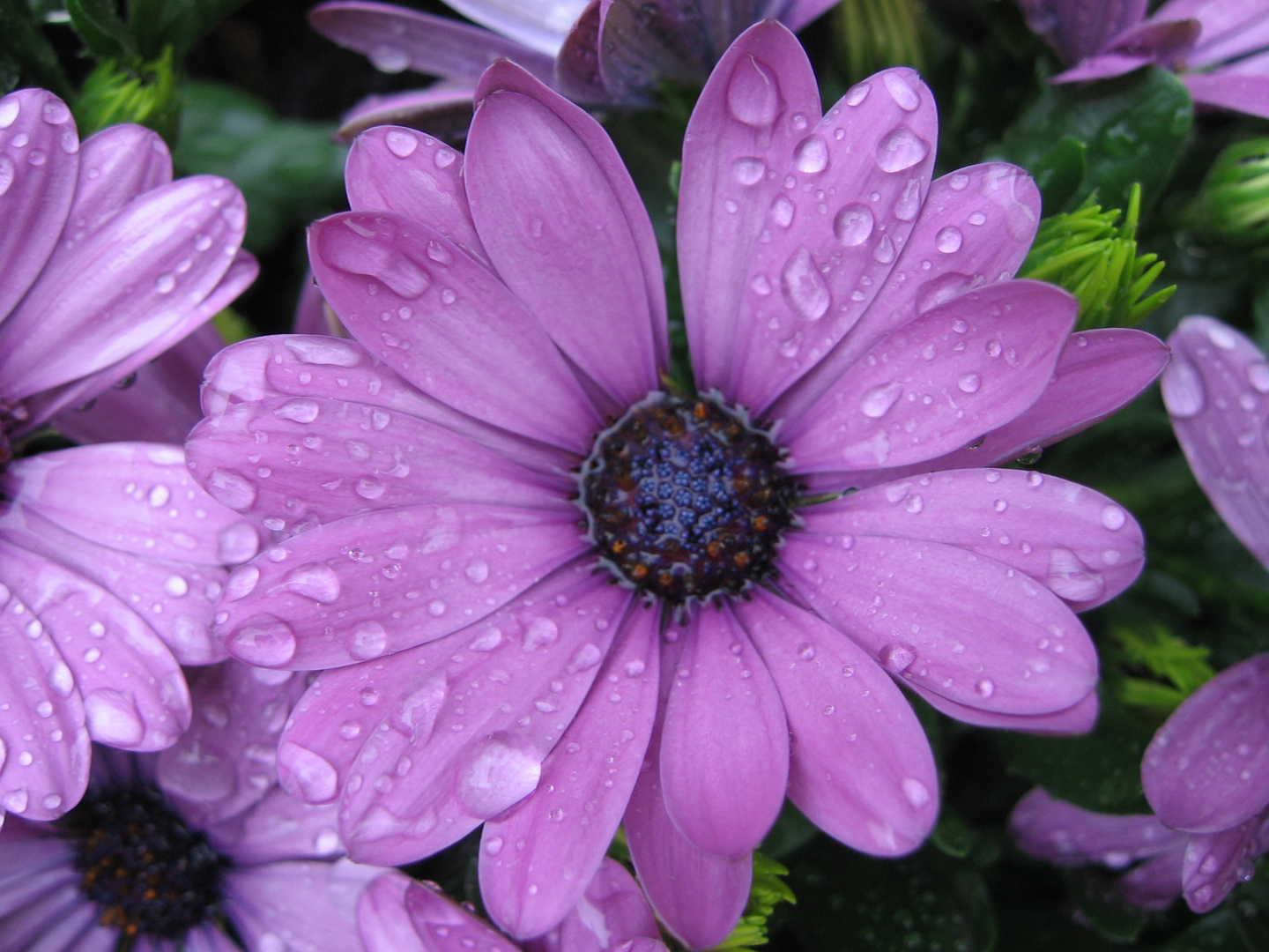 Blüte im Regen