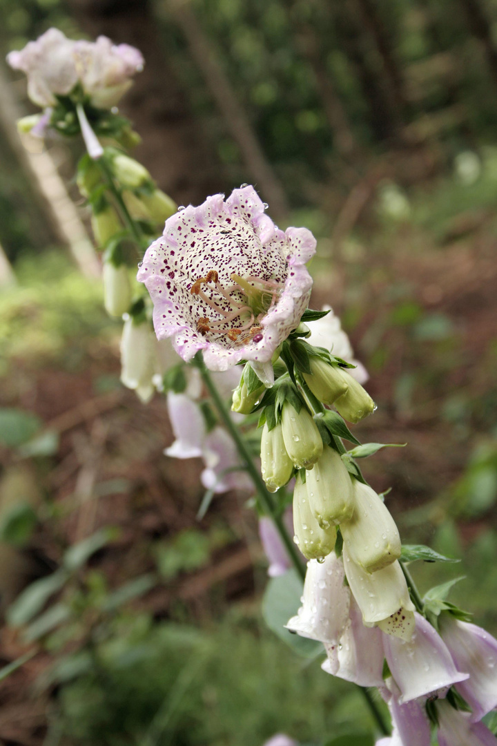 Blüte im Regen