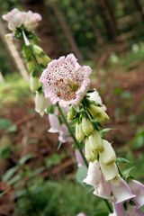 Blüte im Regen