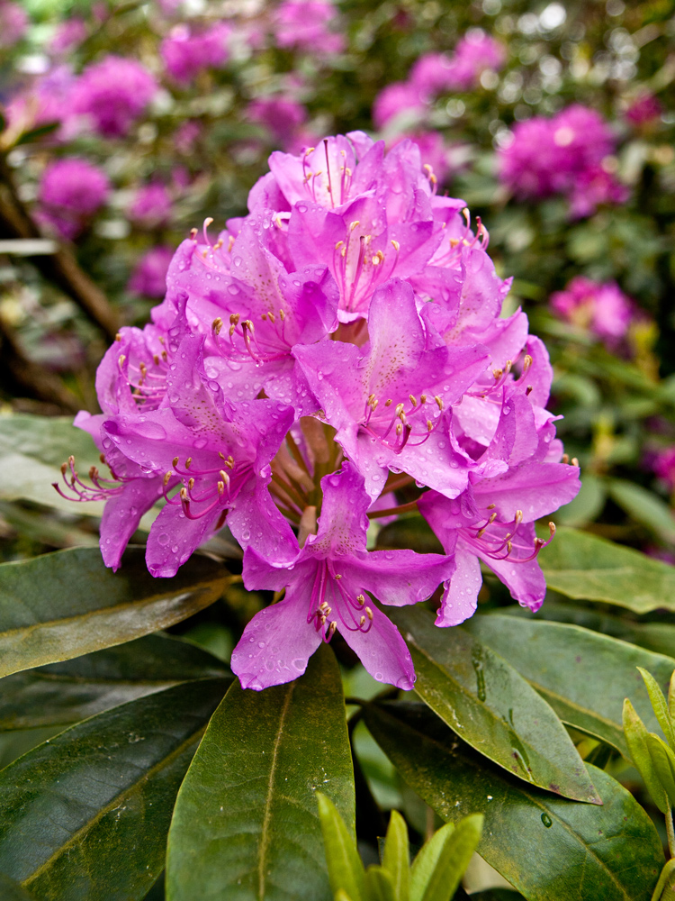 Blüte im Regen