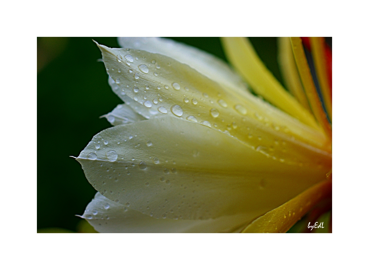 Blüte im Regen