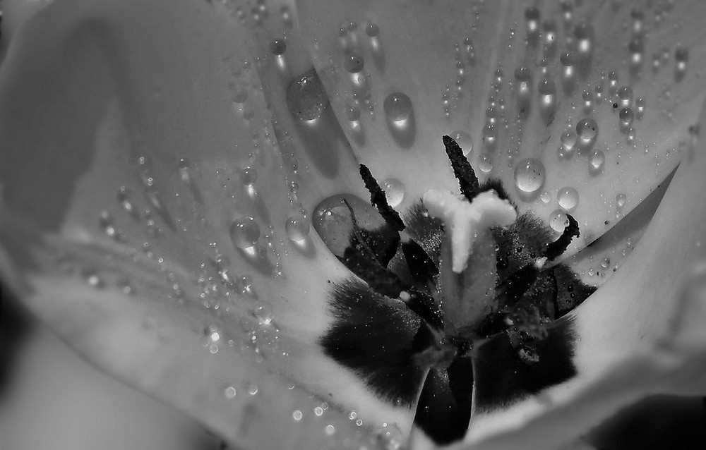 Blüte im Regen