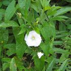 Blüte im Revierpark Vonderort