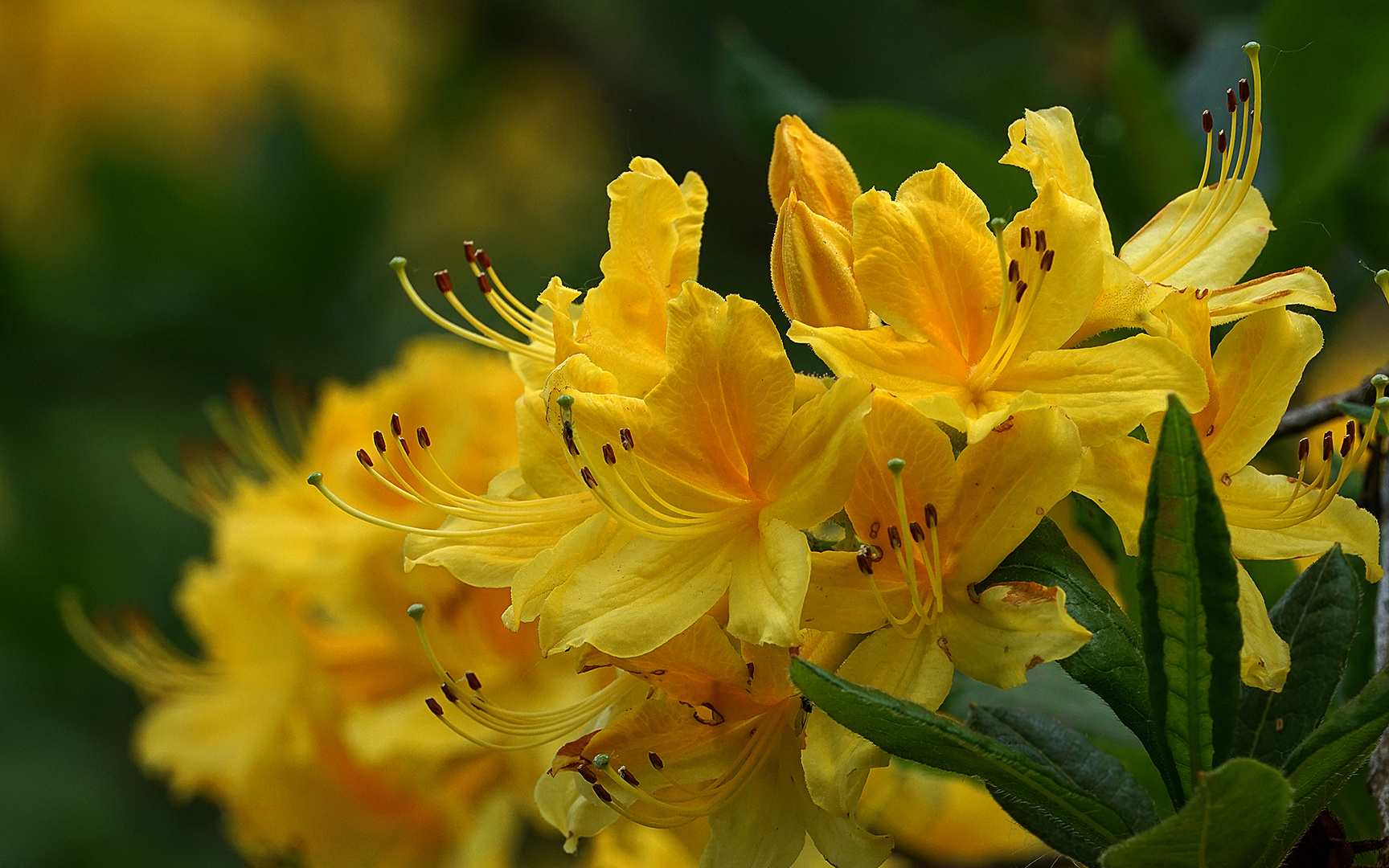 Blüte im Rhododendronpark