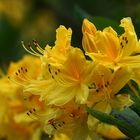 Blüte im Rhododendronpark