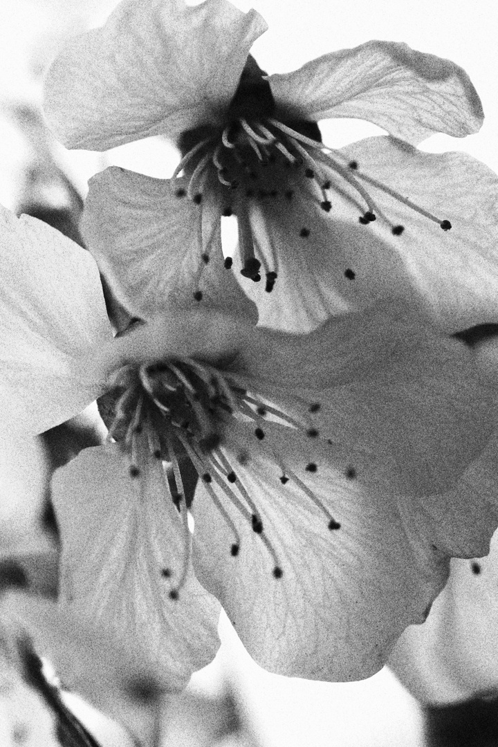 Blüte im Röntgenblick