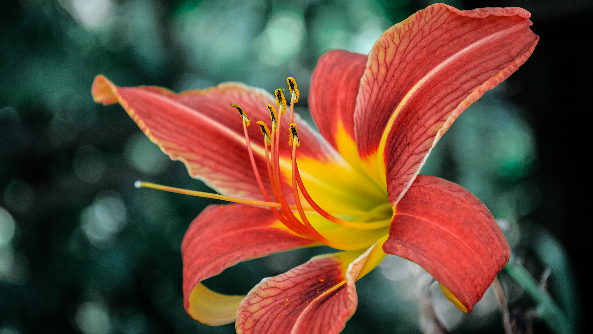 Blüte im Schatten