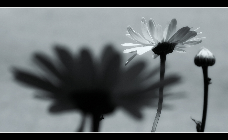 Blüte im Schatten