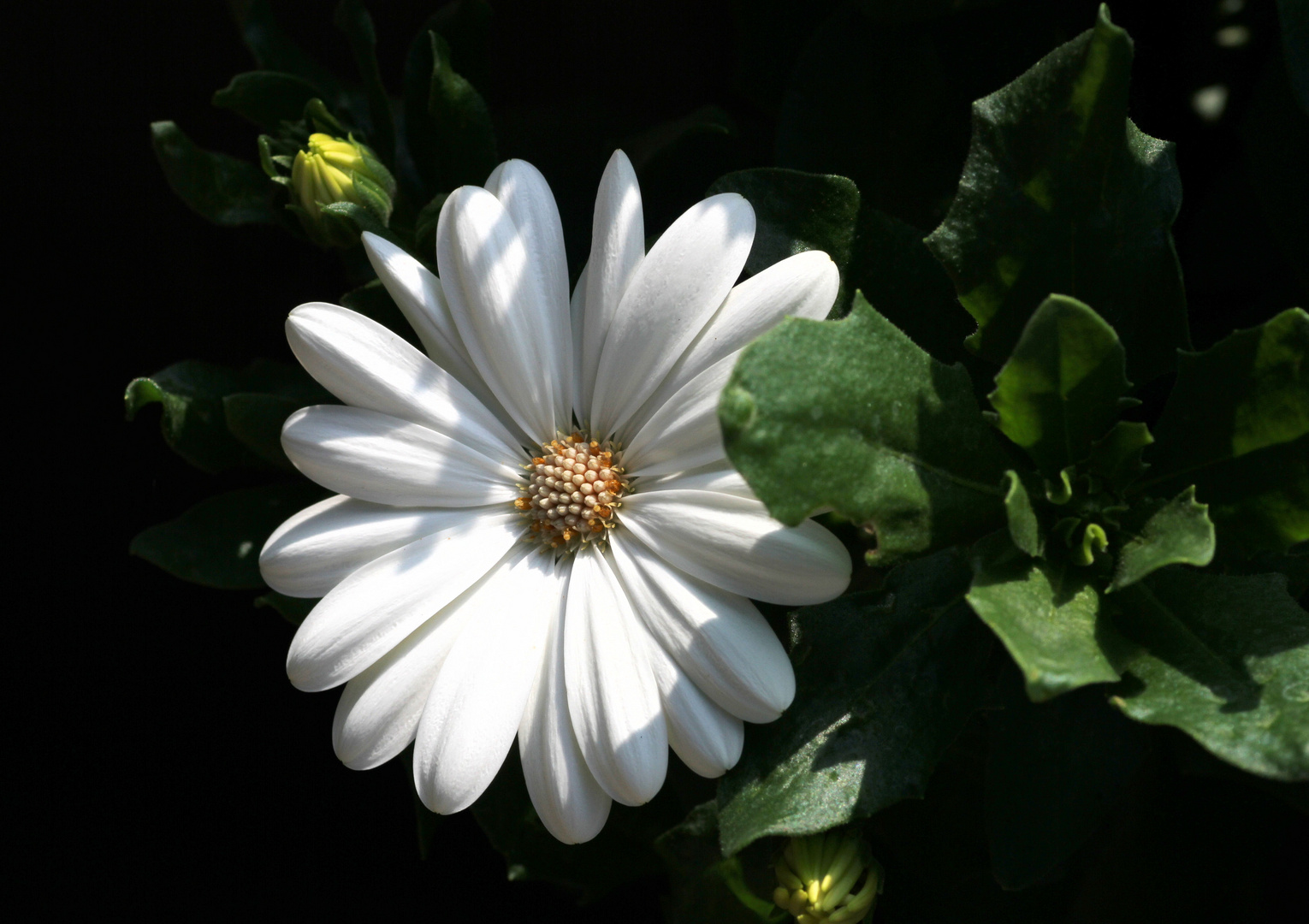 Blüte im Schatten